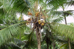 Cocos nucifera